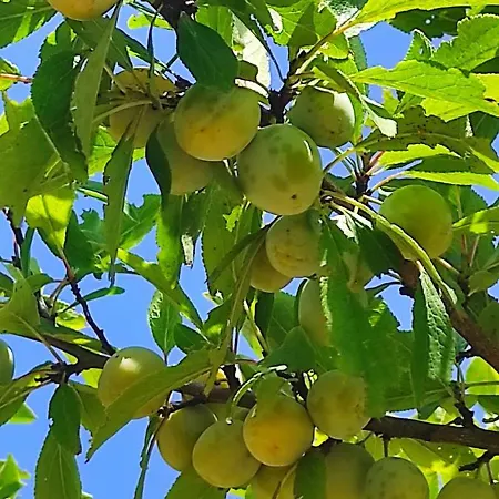 Daire Au Jardin Romantique Pour 2 Personnes Langensoultzbach